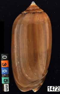 Oliva (Americoliva) flammulata f. castanea