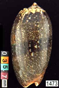 Oliva (Viduoliva) reticulata