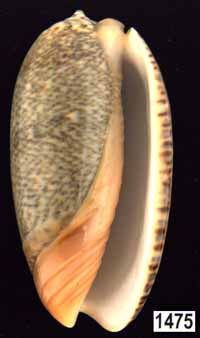 Oliva (Viduoliva) reticulata f. azona