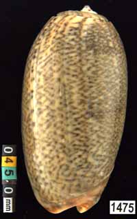 Oliva (Viduoliva) reticulata f. azona