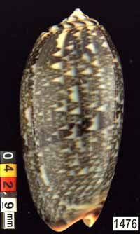 Oliva (Viduoliva) reticulata
