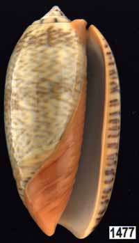 Oliva (Viduoliva) reticulata f. azona