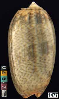 Oliva (Viduoliva) reticulata f. azona