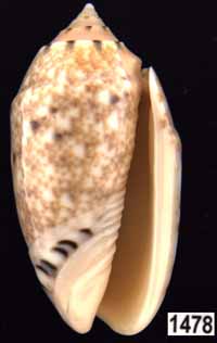 Oliva (Annulatoliva) mantichora mantichora (juv.)