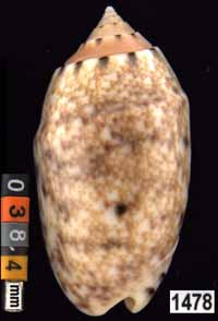 Oliva (Annulatoliva) mantichora mantichora (juv.)