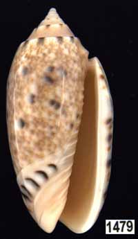 Oliva (Annulatoliva) mantichora mantichora (juv.)