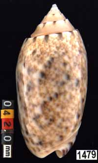 Oliva (Annulatoliva) mantichora mantichora (juv.)