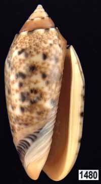 Oliva (Annulatoliva) mantichora intricata
