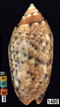 Oliva (Annulatoliva) mantichora intricata