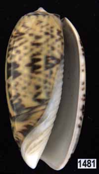 Oliva (Viduoliva) keenii