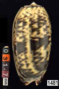 Oliva (Viduoliva) keenii