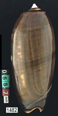 Oliva (Miniaceoliva) miniacea f. marrati