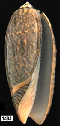 Oliva (Miniaceoliva) tremulina