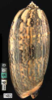 Oliva (Miniaceoliva) tremulina