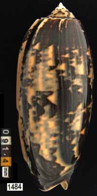 Oliva (Miniaceoliva) tremulina