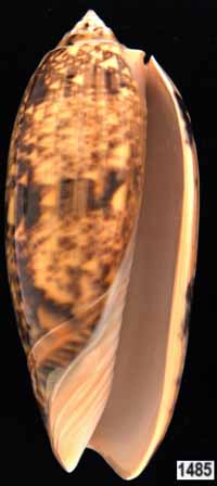 Oliva (Miniaceoliva) tremulina f. fumosa