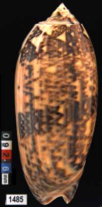 Oliva (Miniaceoliva) tremulina f. fumosa