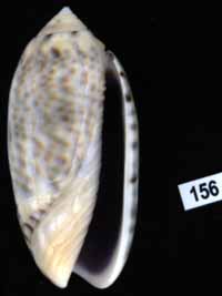 Oliva (Miniaceoliva) caerulea