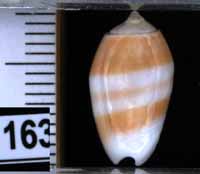 Oliva (Galeolella) carneola f. bizonalis