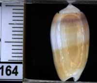 Oliva (Galeolella) carneola