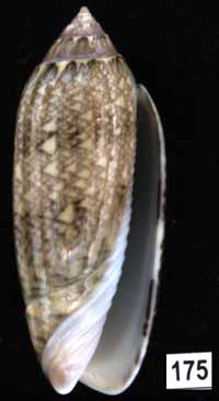 Oliva (Americoliva) circinata
