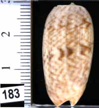 Oliva (Musteloliva) concavospira