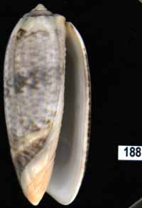 Oliva (Miniaceoliva) concinna