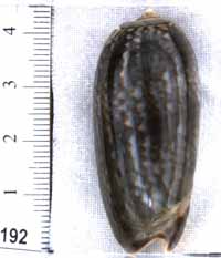 Oliva (Miniaceoliva) concinna f. oldii