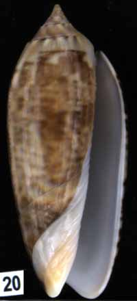 Oliva (Miniaceoliva) kremerorum