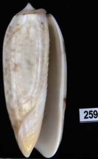 Oliva (Miniaceoliva) irisans