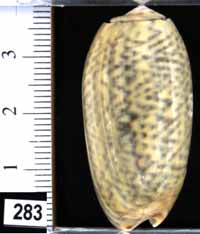 Oliva (Viduoliva) keenii