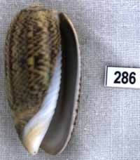 Oliva (Viduoliva) keenii