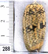 Oliva (Viduoliva) keenii