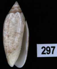 Oliva (Acutoliva) leonardhilli