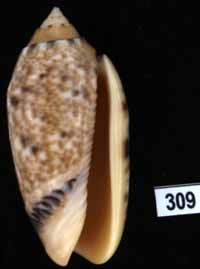 Oliva (Annulatoliva) mantichora intricata