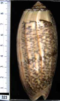 Oliva (Miniaceoliva) miniacea