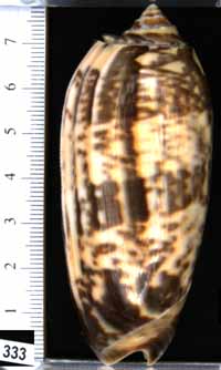 Oliva (Miniaceoliva) miniacea