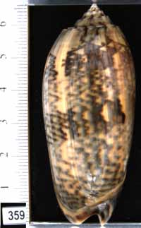 Oliva (Miniaceoliva) tremulina f. fumosa