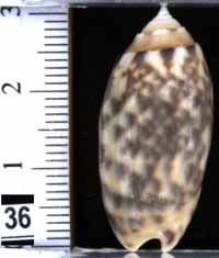 Oliva (Annulatoliva) amethystina