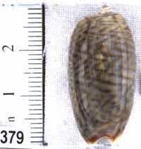 Oliva (Viduoliva) neostina