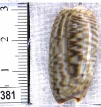 Oliva (Viduoliva) neostina