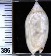 Oliva (Omogymna) ozodona leonardi