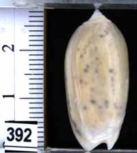 Oliva (Oliva) oliva