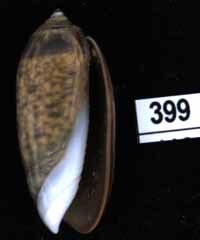 Oliva (Oliva) oliva