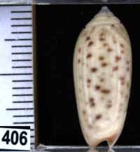 Oliva (Oliva) oliva