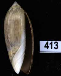 Oliva (Oliva) oliva