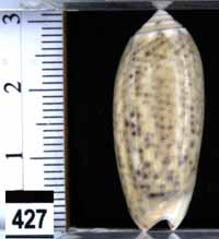 Oliva (Oliva) samarensis