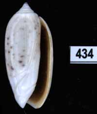 Oliva (Oliva) oliva