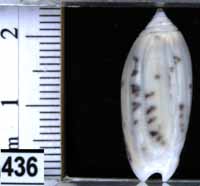 Oliva (Oliva) oliva