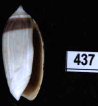 Oliva (Oliva) oliva